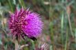 violet thistle