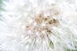 blowball macro view