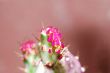 purple cactus bloom