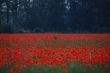 deer hide in poppy field