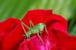 grasshopper looks