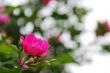 pink rose bloom
