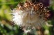 blossom of a thistle