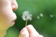 child and blowball