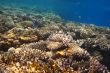 lot of coral