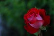 red rose for love