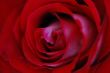 red rose in great detail