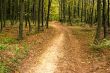 Road in hornbeam forest