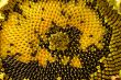 Sunflower head clouse-up