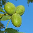 Green Walnut fruits