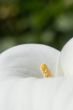 Calla Flower