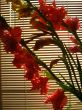 the beautiful Gladiolus