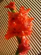 the beautiful Gladiolus