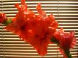 the beautiful Gladiolus