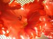 the beautiful Gladiolus