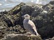 herring gull