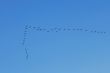 Waterbirds in the sky