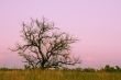 Lonely dry tree