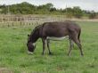 donkey eating grass