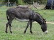 donkey eating grass