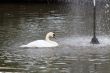 Swan and  a fountain