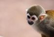 Squirrel Monkey