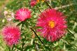 Asters in the flowerbed