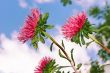 Asters against the sky