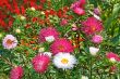 Motley colourful asters