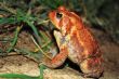 Dwarf American Toad