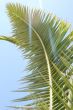 Palm leaf in patch of sunlight