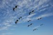 Seagulls flock