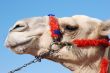 Camel`s muzzle in profile