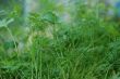 Dill fennel growth