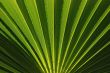 Palm leaf, round