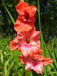 beautiful Gladiolus