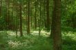 Forest detail with pine trees