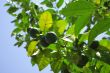 Fresh green citrus fruit on a tree