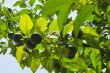 Fresh green citrus fruit on a tree