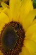 Beautiful yellow Sunflower with petals closeup.