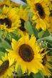 Beautiful fresh yellow Sunflower