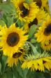 Beautiful fresh yellow Sunflower