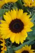Beautiful fresh yellow Sunflower