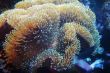 close up of sea anemon
