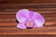 Pink orchid on the wooden bench