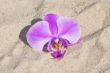 pink orchid on the beach
