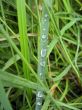 Dew on the grasss after rain