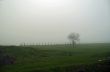 Lonely tree on the meadow in the mist