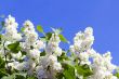 Branches with flowers of white lilac 
