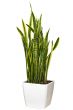 Sansevieriya houseplant in a large white pot